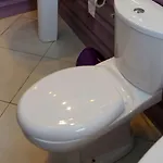 Viola *